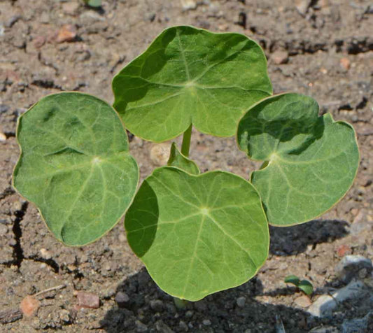 Jewel Nasturtium Mix - Cheap Seeds, LLC