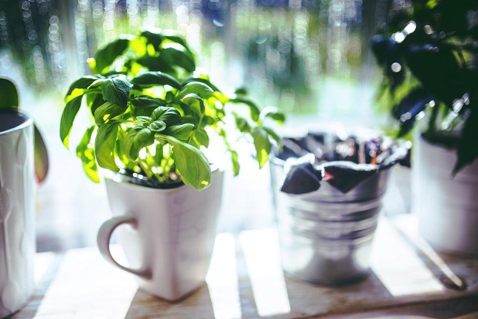 Large Leaf Italian Basil - Cheap Seeds, LLC