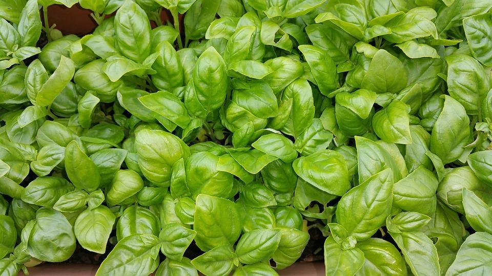 Large Leaf Italian Basil - Cheap Seeds, LLC