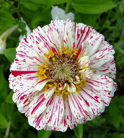 Peppermint Stick Zinnia Mix - Cheap Seeds, LLC