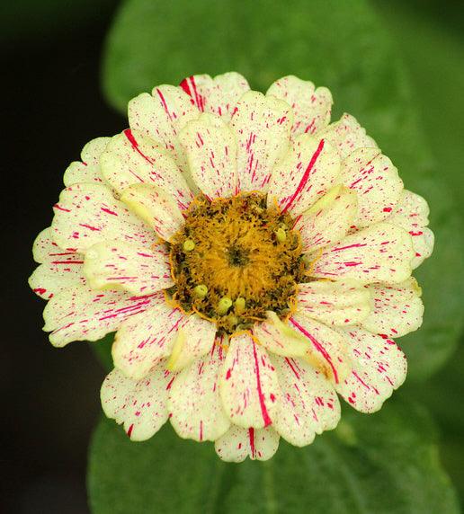 Peppermint Stick Zinnia Mix - Cheap Seeds, LLC