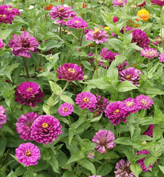Purple Prince Zinnia Flowers growing
