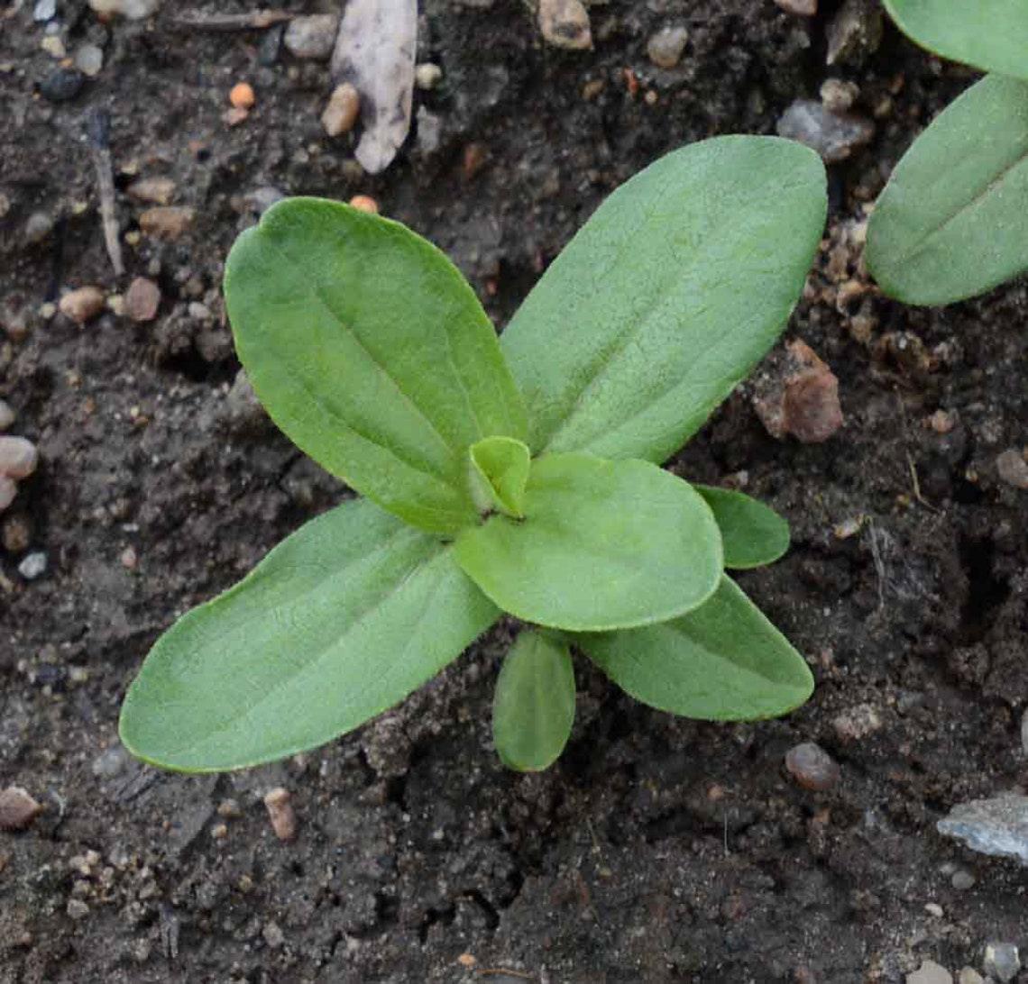 Zinnia flower start