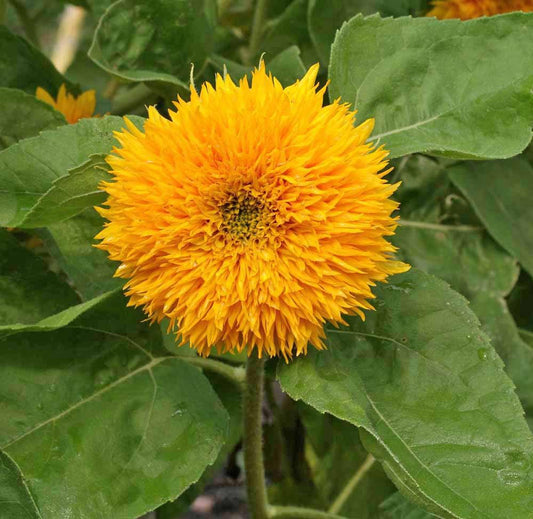 Teddy Bear Sunflower - Cheap Seeds, LLC