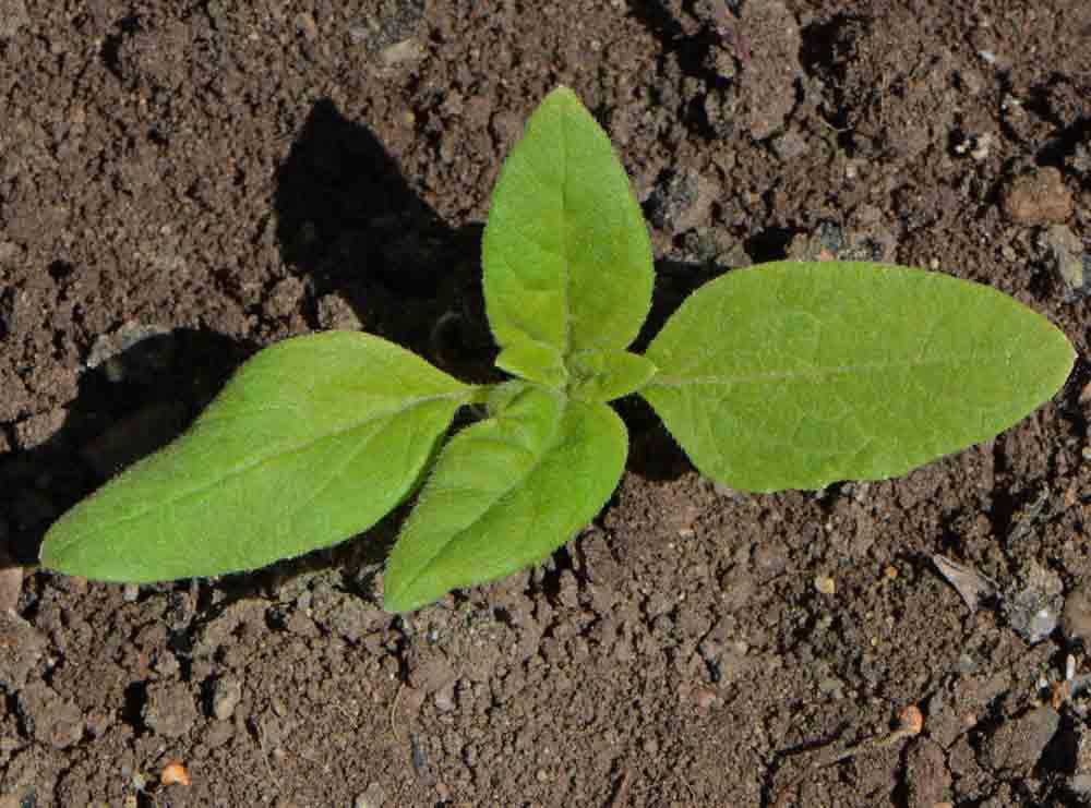 Teddy Bear Sunflower - Cheap Seeds, LLC