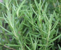 Herbs - Cheap Seeds, LLC