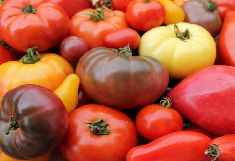 Home page - Cheap Seeds, LLC