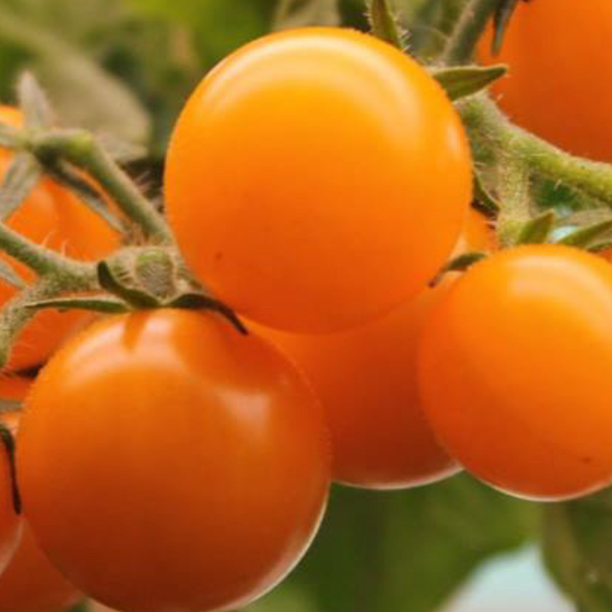 Orange Hat micro dwarf tomato plant with bright orange tomatoes