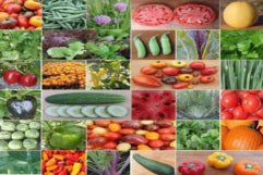 Vegetables - Cheap Seeds, LLC