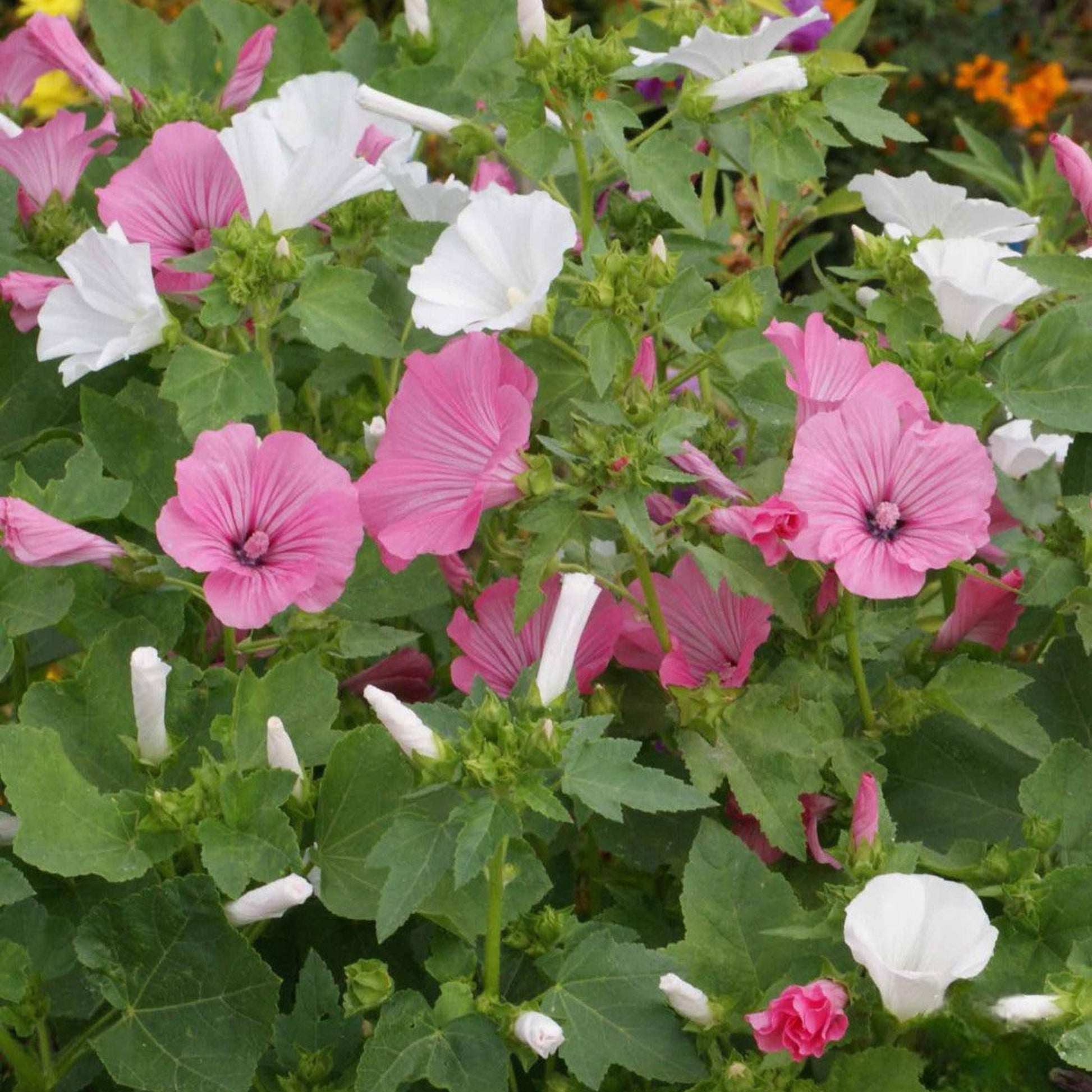 Pink and White Lavatera Rose Mallow flowers in full bloom with delicate petals growing in a cottage garden setting