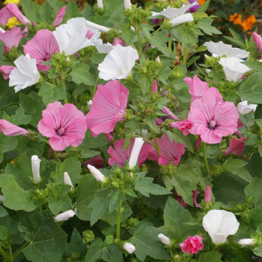Pink and White Lavatera Rose Mallow flowers in full bloom with delicate petals growing in a cottage garden setting