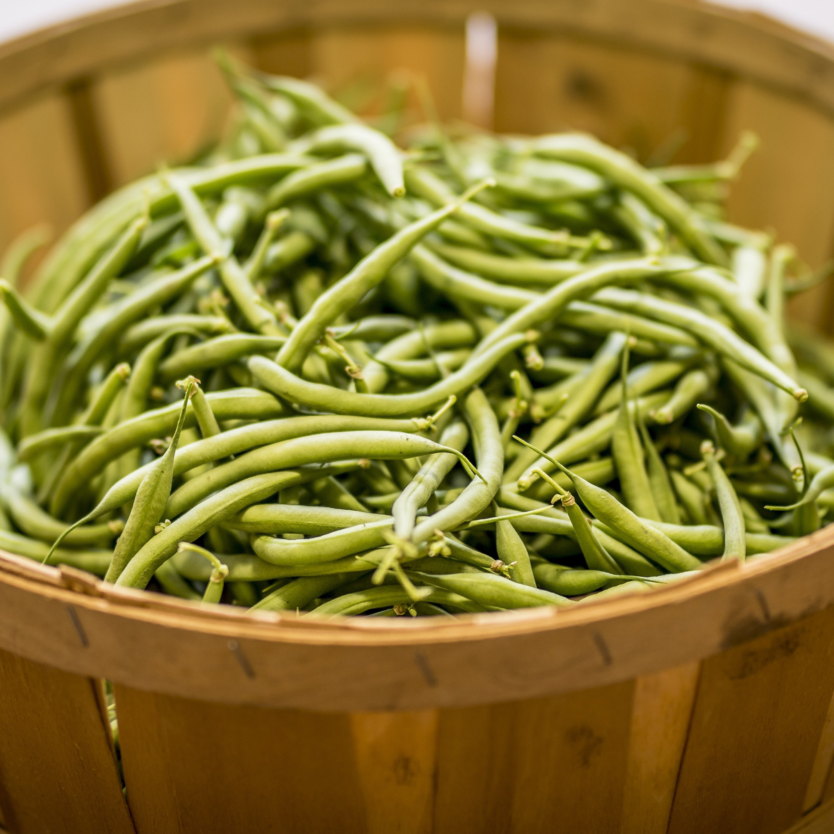 Freshly harvested green snap beans piled in a wooden basket, showing Black Valentine beans at the young, tender stage for fresh eating, canning, or freezing.