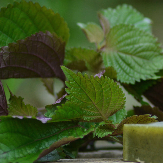 Green leafy plant with a bar of green soap on a wooden surface