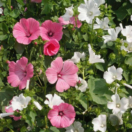Blooming pink and white Lavatera Rose Mallow flowers growing in a sunny summer garden with large hibiscus-like blooms