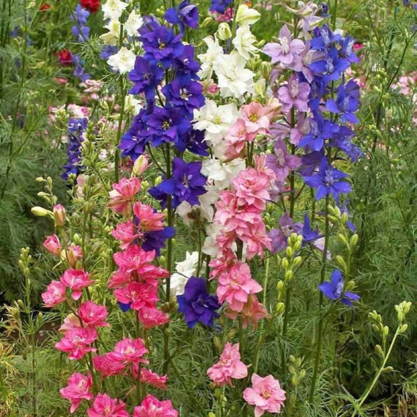 Tall Rocket Larkspur Imperial Mix flowers blooming in shades of pink, purple, blue, and white in a colorful cottage garden setting