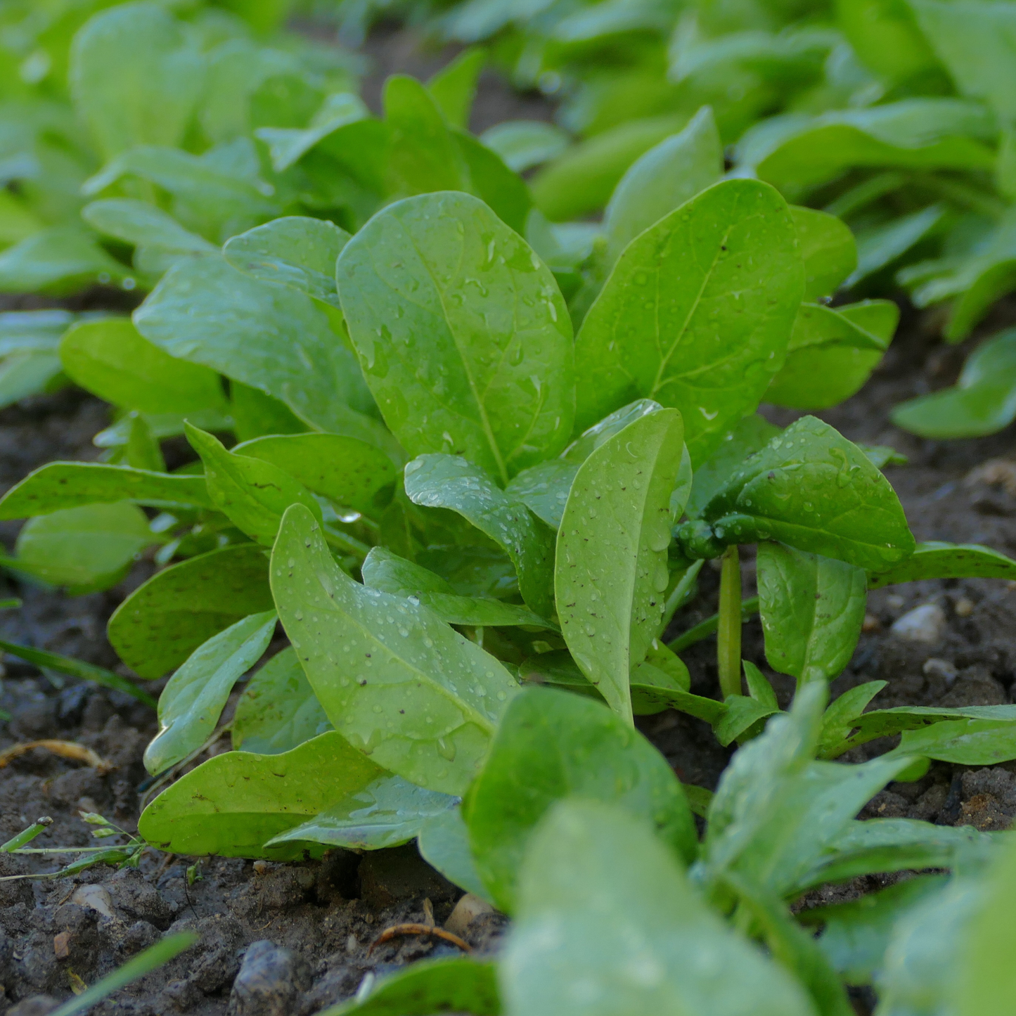 Healthy Viroflay spinach growing in garden soil, showing its large, tender green leaves. A cold-tolerant, open-pollinated spinach variety well suited for spring and fall gardens and winter growing with protection.