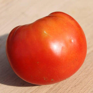 Abe Lincoln Tomato