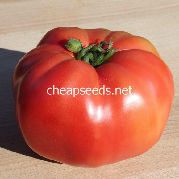 African Queen Tomato