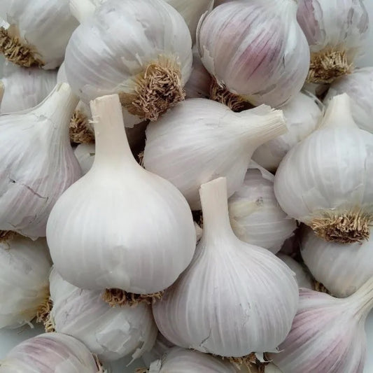 Ajo Rojo garlic bulbs with red-tinged skins, showing full cloves and healthy bulbs ready for planting or cooking.