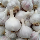 Ajo Rojo Garlic