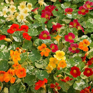 Alaska Nasturtium Mix