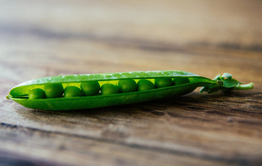 Alaska Pea