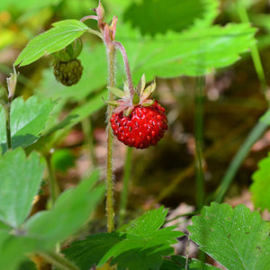 Alexandria Alpine Strawberry