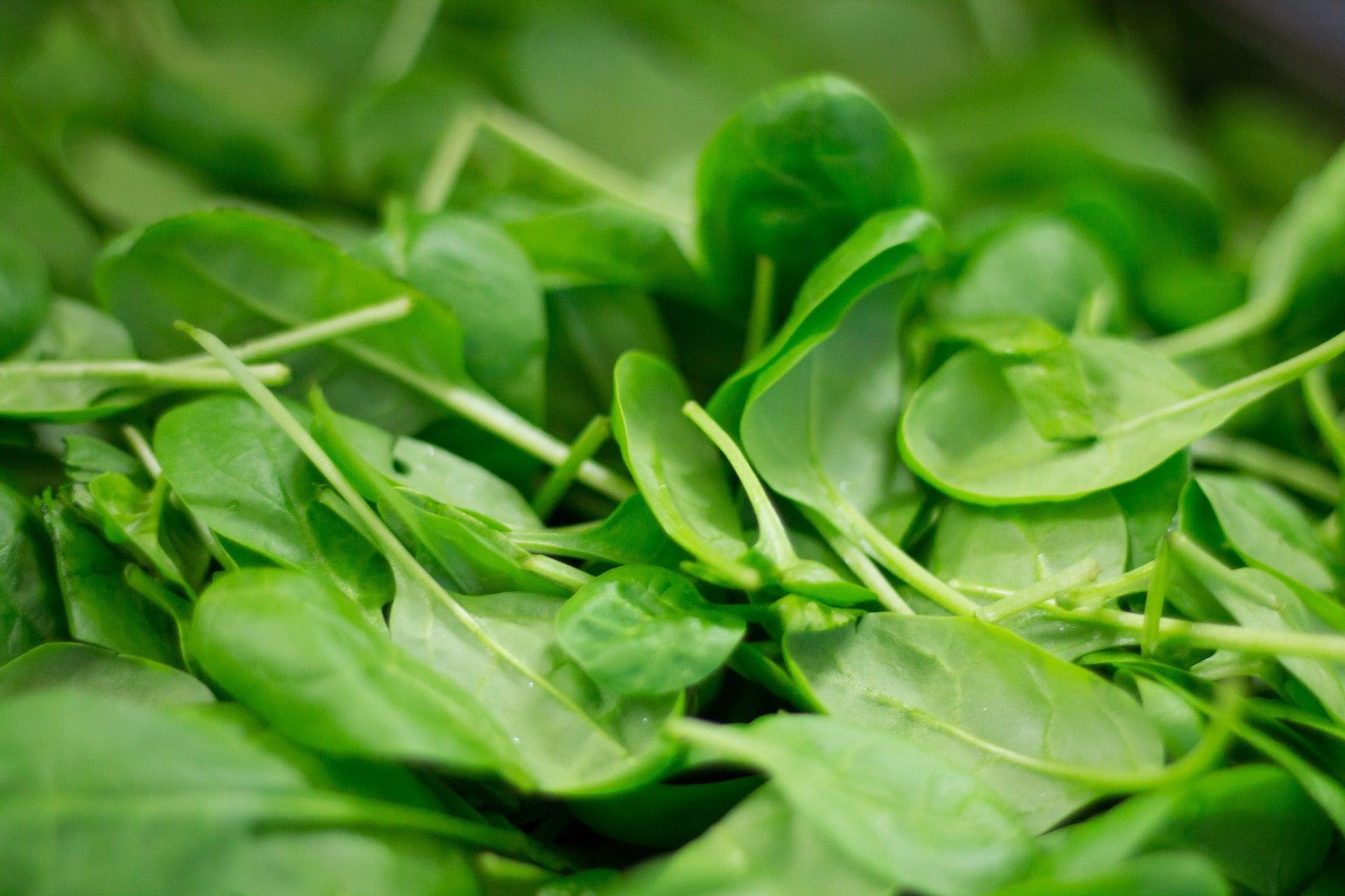 America Spinach - Cheap Seeds, LLC