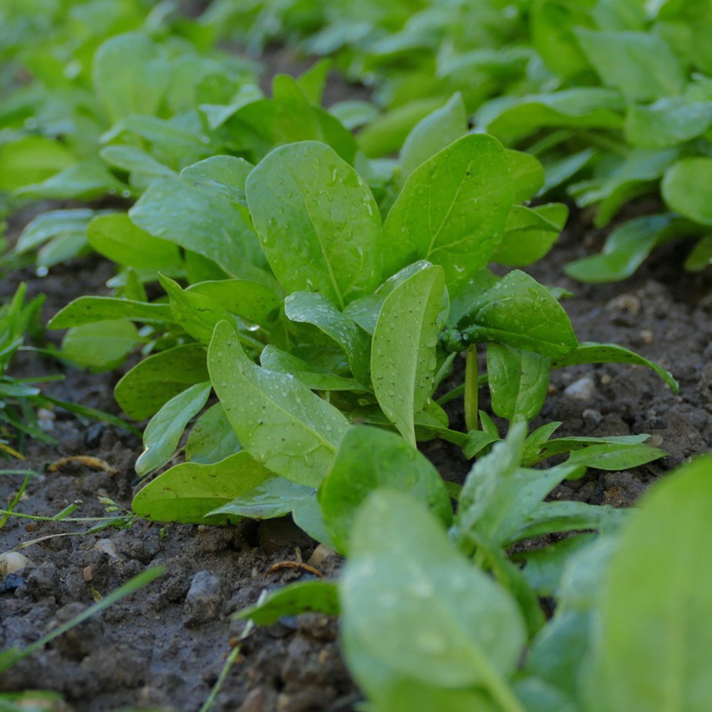 America spinach plants growing in the garden