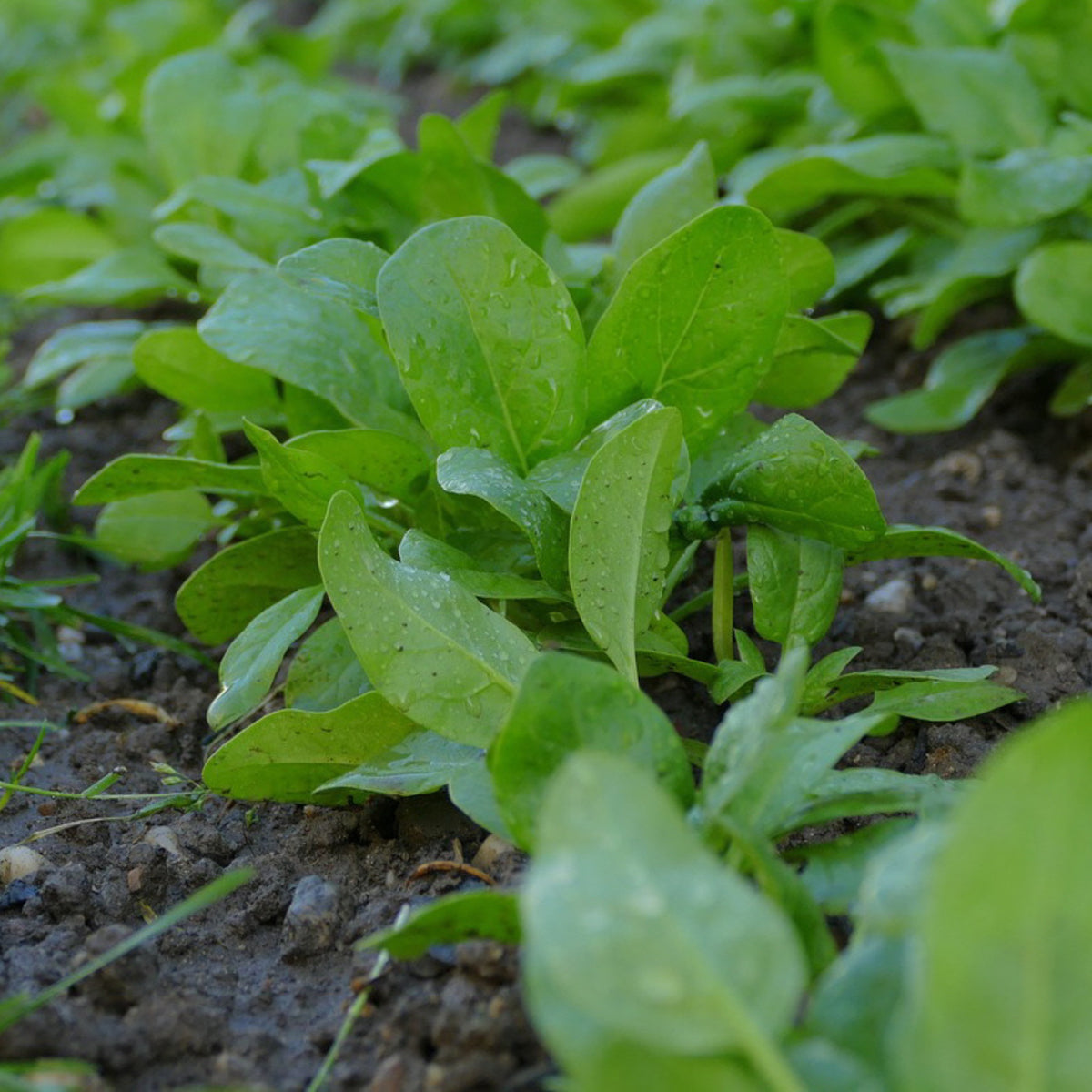 American Spinach growing in the garden with fresh green leaves.