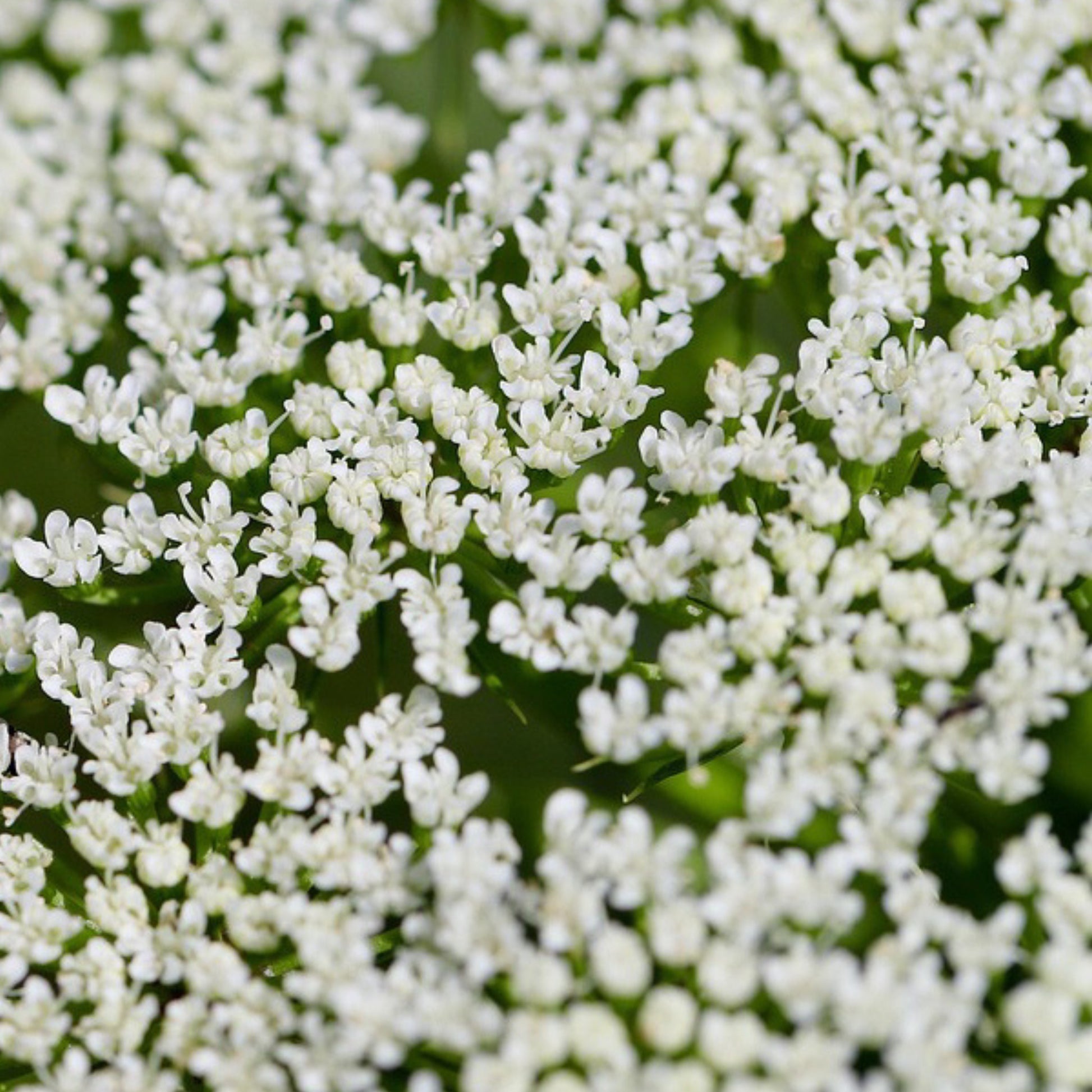 Flowering anise plant with white blooms in garden bed