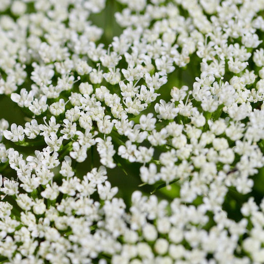 Flowering anise plant with white blooms in garden bed