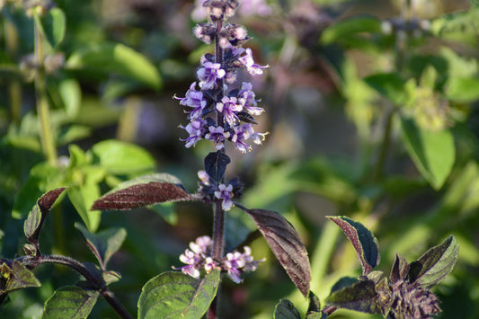 Anise-scented basil plant (Ocimum basilicum) with green leaves in garden