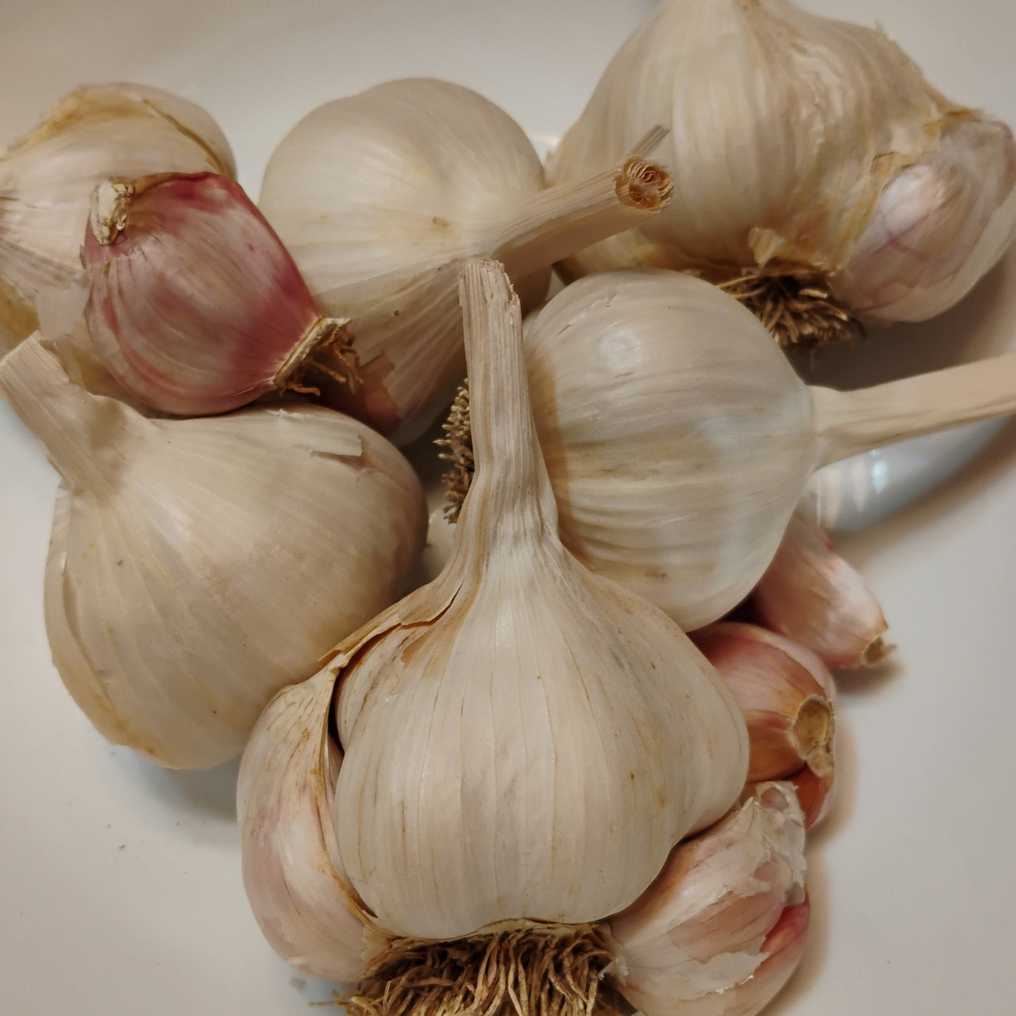Applegate Garlic - Rare Heirloom Hardneck Variety