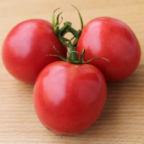 Arkansas Traveler Tomato