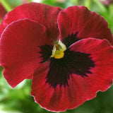 Arkwright Ruby Viola