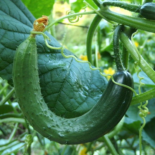 Armenian cucumber growing on a healthy vine with developing light green ribbed fruit.