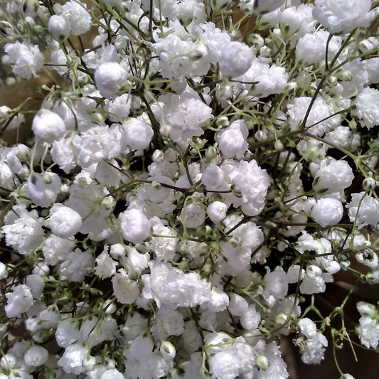 Baby’s Breath with clusters of delicate white flowers