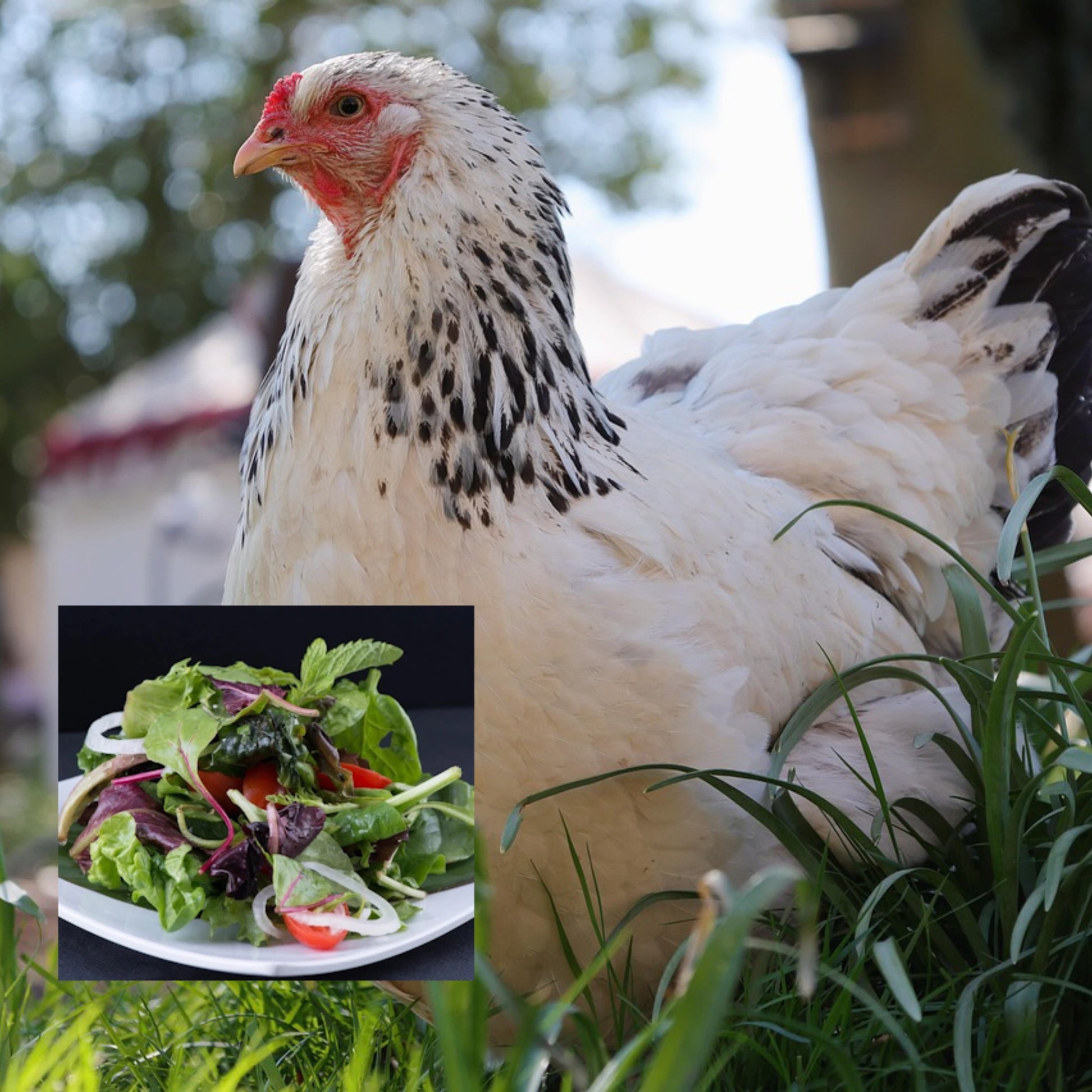Backyard hen outdoors with inset image of fresh mesclun mix salad greens for chickens