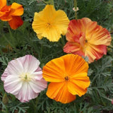 California Poppy Ballerina