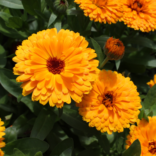 Ball's Orange Calendula (Calendula officinalis) featuring vibrant, fully double orange flowers, a beautiful heirloom garden flower that attracts bees and pollinators.