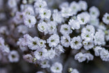 Baby's Breath