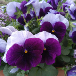 Super Beaconsfield Pansy