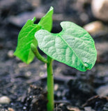 String Less Green Pod Bush Bean