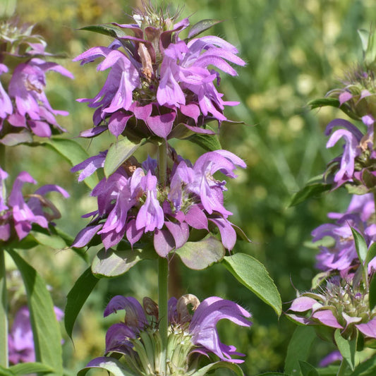 Lemon bergamot bee balm (Monarda citriodora) with lavender-pink flowers in bloom
