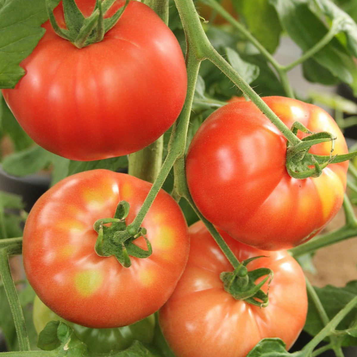 Large red Beefsteak tomatoes growing on the vine