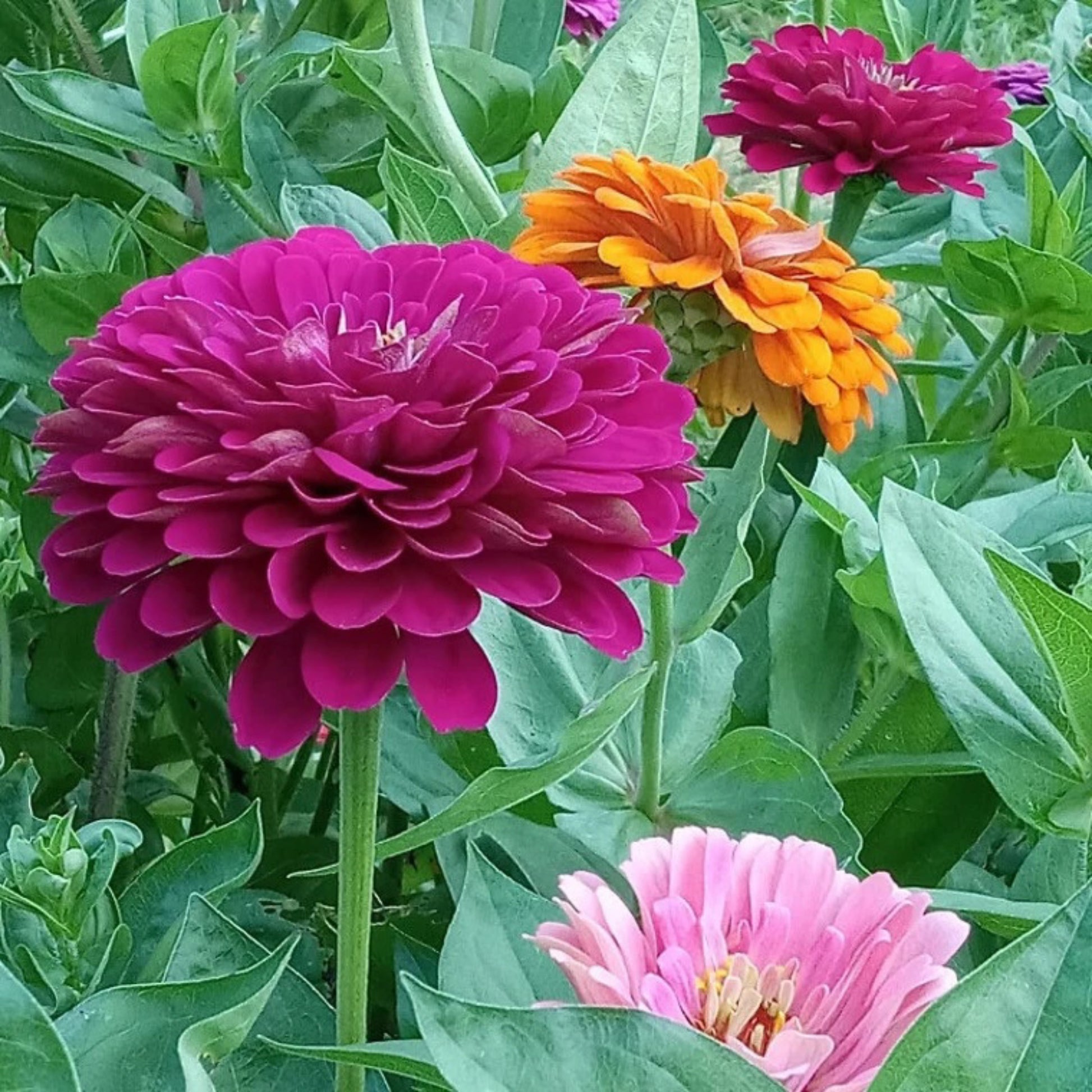 An image showing a group of Benary's Giant Zinnias with large, vibrant double flowers in shades of purple, pink, orange, and yellow.