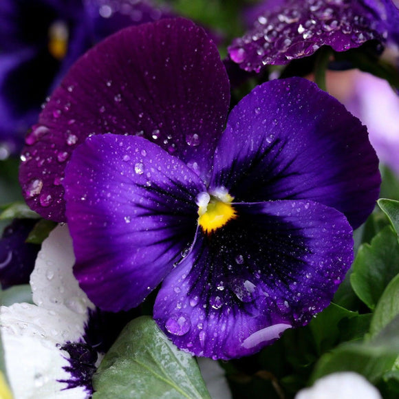 Berna Velvet Dark Blue Pansy