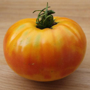 Big Rainbow Tomato