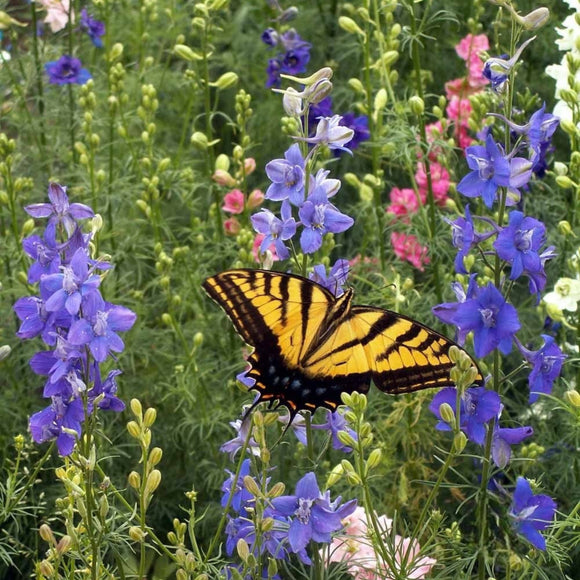 Bird & Butterfly Flower Mix